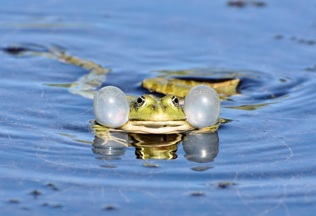swimming