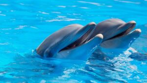 swimming