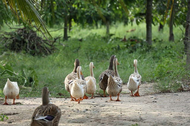 walking